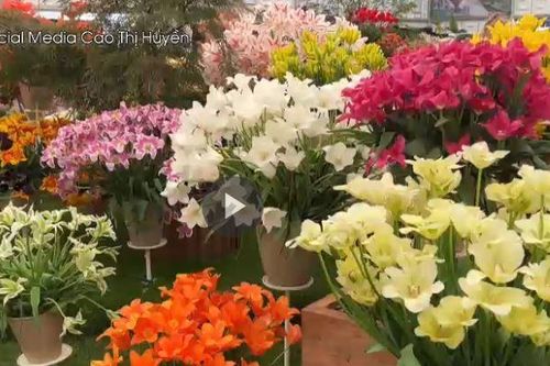 Người Việt đầu tiên ghi dấu ấn tại triển lãm hoa quốc tế