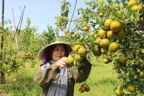 Giải bài toán vận chuyển, bảo quản để nông sản miền núi 'xuất ngoại'