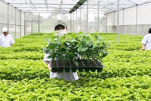 Tháo gỡ bất cập của Luật Trồng trọt, tránh tình trạng doanh nghiệp 'giành giật' giống cây trồng