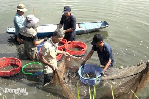 Người nuôi tôm càng xanh Trà Cổ yên tâm vào vụ mới