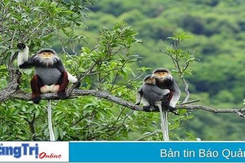 Chung tay bảo vệ động vật hoang dã