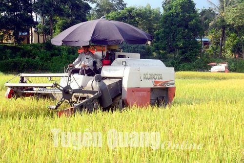 Lúa chín đến đâu, tập trung thu hoạch đến đó