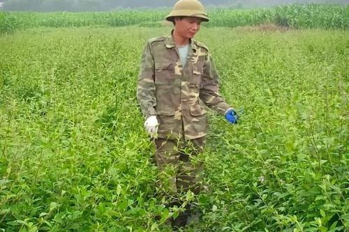 Đồng bào vùng cao Thanh Hóa 'sống khỏe' nhờ cây dược liệu