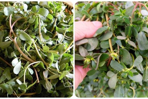 Tác dụng của cây rau sam với sức khỏe