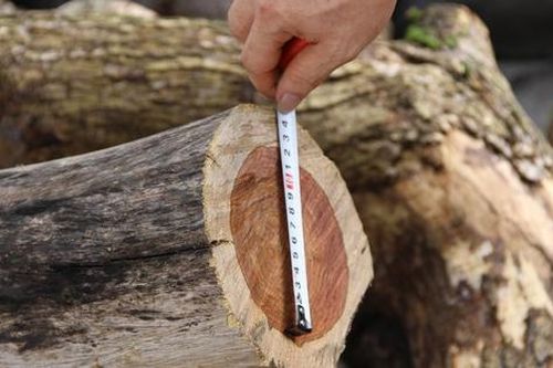 Hoàn tất chặt hạ, chuẩn bị đấu giá số gỗ Sưa tại Hồ Gươm