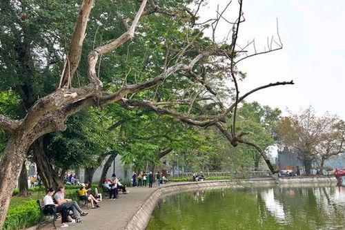 Chặt hạ cây sưa đỏ 100 năm tuổi ở hồ Hoàn Kiếm: Trồng thay thế cây gì phù hợp?