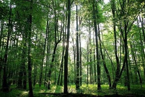 Châu Âu gian nan chuyển đổi xanh