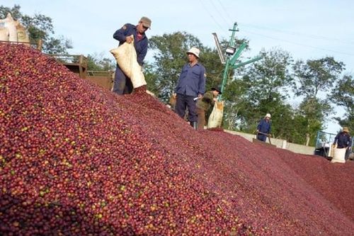 Tiềm năng xuất khẩu nông sản Việt vào thị trường Ấn Độ
