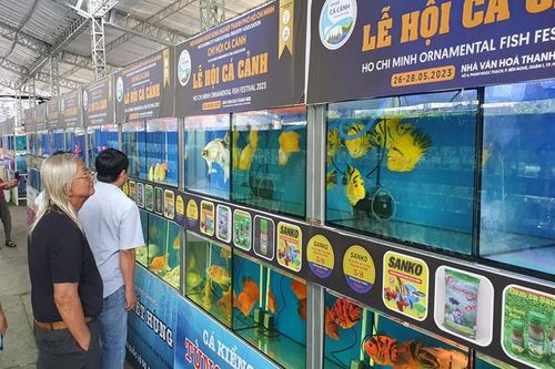 Nhiều cá cảnh độc đáo tại Lễ hội cá cảnh Thành phố Hồ Chí Minh