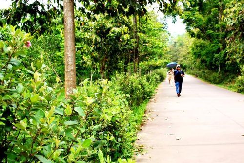 Con đường hoa sim ở Thánh địa Mỹ Sơn