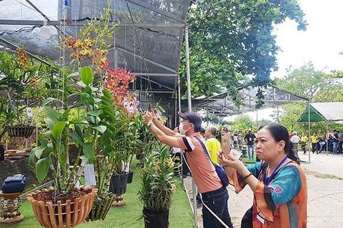Hơn 400 tác phẩm tham gia Lễ hội hoa lan Đà Nẵng 2023