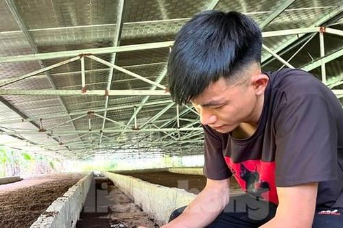 Chàng trai kiếm tiền tỉ nhờ chất thải heo