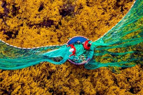 Ngắm 'cánh đồng chín vàng' tuyệt đẹp ở biển Quy Nhơn