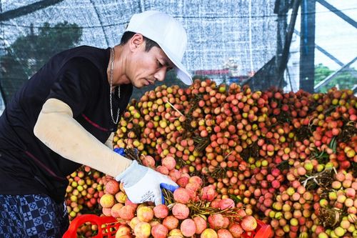 Nông dân Hải Dương thu hàng trăm triệu từ mùa vải chín sớm