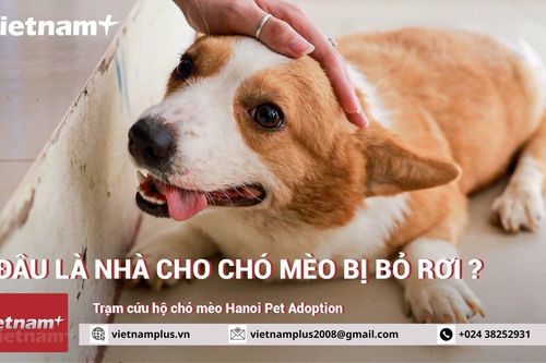 Nuôi thú cưng: Khi sở thích nhất thời trở thành thói vô tình đáng sợ