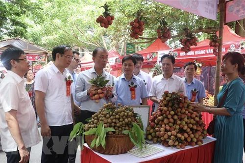 Chợ vải Hưng Yên năm 2023: Chất lượng quả ngon, tiêu thụ tốt