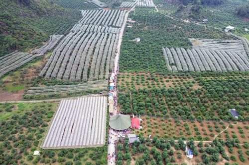 Sôi động Ngày hội hái quả mận hậu tại Mộc Châu năm 2023