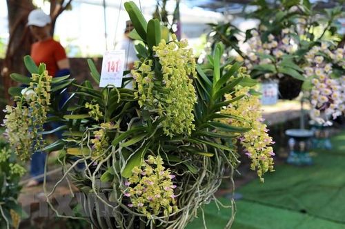 Đà Nẵng: Lễ hội Hoa lan trưng bày nhiều loài lan đột biến, độc lạ