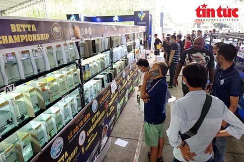 Lễ hội cá cảnh TP Hồ Chí Minh mở ra cơ hội xuất khẩu cho nông hộ