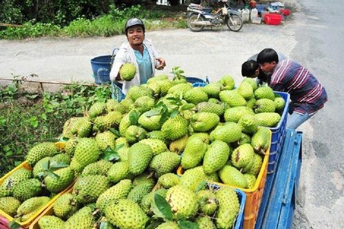 Cơn sốt 'trà mãng cầu' khiến giá mãng cầu xiêm tăng đột biến