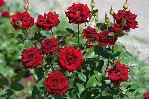 Hoa hồng toàn lá ít ra hoa: Làm 3 việc này để bông to như cái bát, nở bung rực rỡ quanh năm