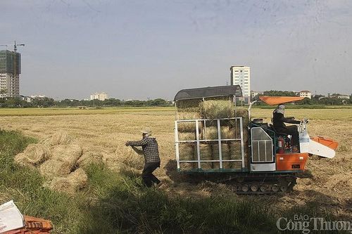 Độc đáo nghề cuộn rơm liên tỉnh ở miền Trung