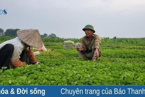 Người dân làng cổ làm giàu từ trồng rau má