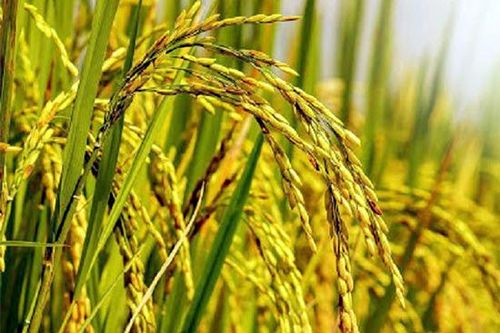 Mùa gặt trong kí ức