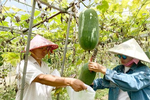 Thăm trang trại có nhiều trái cây độc, lạ ở Long Thành