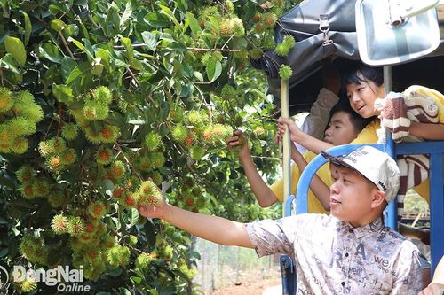 'Thủ phủ' trái cây chuẩn bị mùa du lịch sinh thái vườn