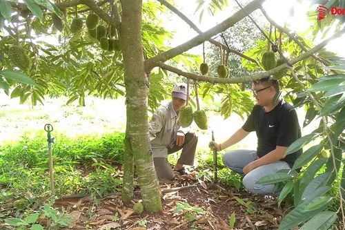 Vườn sầu riêng độc lạ 3 gốc mỗi cây