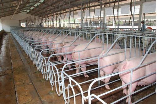 Đồng Nai: Cơ sở chăn nuôi heo hơn 2000 con gây ô nhiễm, không có thủ tục môi trường