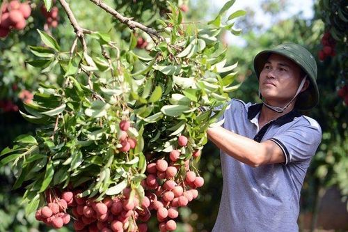 Không để nông dân, HTX phải 'bơ vơ' trong tìm đầu ra cho nông sản