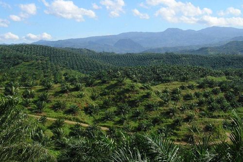 Malaysia, Indonesia tranh luận với EU về xuất khẩu dầu cọ