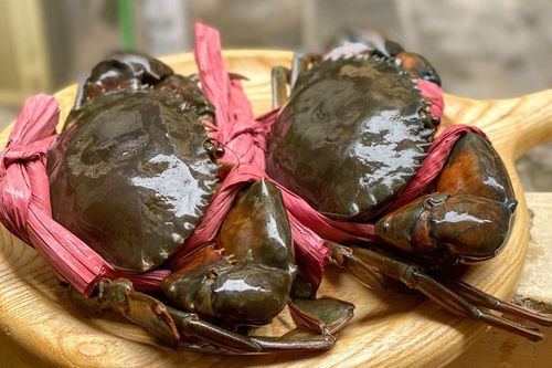 Cách phân biệt cua đực và cua cái ra sao?