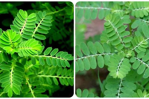 Một số bài thuốc từ cây chó đẻ răng cưa