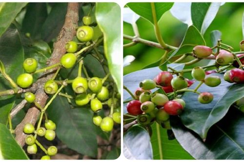 Cây vối trị bệnh gì?