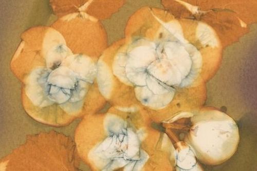 Những tiếng nói mới trong nhiếp ảnh Việt Nam