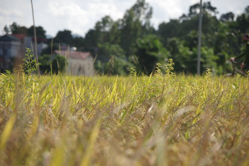 Hà Nội: Xử lý dứt điểm vi phạm đất nông nghiệp, xem xét kỷ luật cán bộ, công chức để phát sinh vi phạm mới