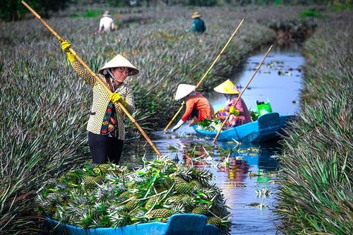 Vị ngọt đất quê mình