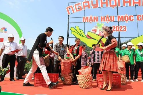 Mùa mận chín trên cao nguyên Mộc Châu
