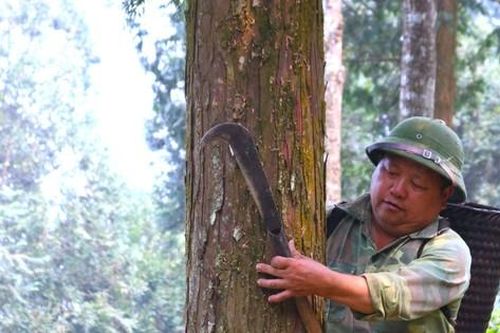 Người cựu binh hồi sinh cánh rừng pơ mu quý