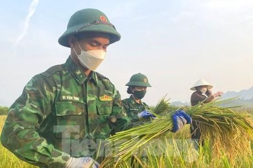 Bộ đội Biên phòng 'cõng nắng' giúp dân thu hoạch lúa