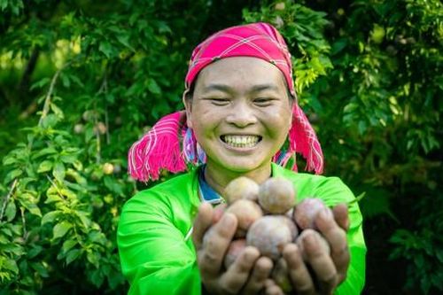 Mường Khương vào vụ mận tam hoa: Trái ngọt hái liền tay chuyển ngay xuống phố