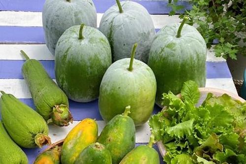 Trồng vườn rau xanh mướt, người phụ nữ hơn 10 năm không phải mua rau ngoài chợ