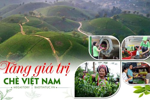 Tăng giá trị chè Việt Nam