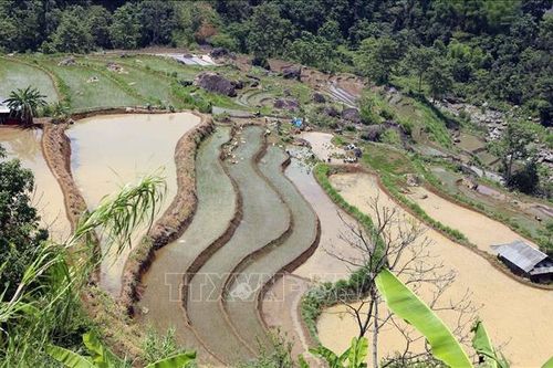 Mùa nước đổ trên những thửa ruộng bậc thang ở Lai Châu