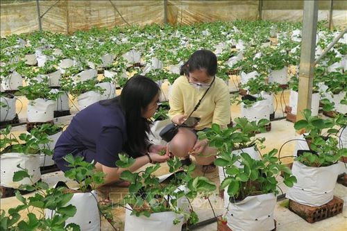 Phát triển nông nghiệp công nghệ cao gắn với du lịch