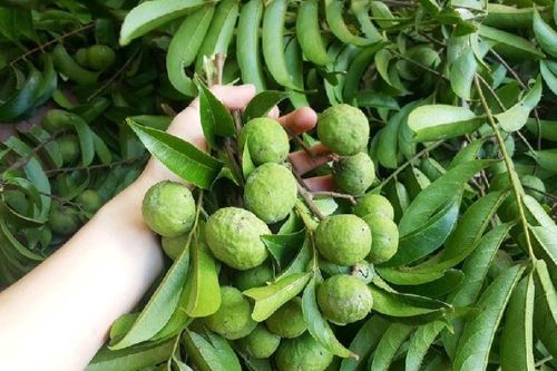 Lợi ích tuyệt vời từ quả sấu
