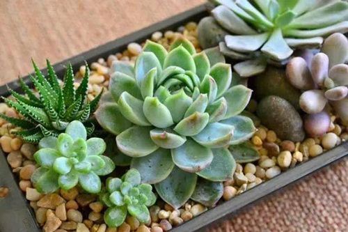 Trồng sen đá làm đúng 3 điều này: Cây trồng 10 năm vẫn sống khỏe, lá căng mọng